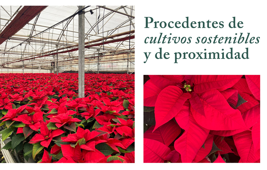 plantas de navidad de cercania