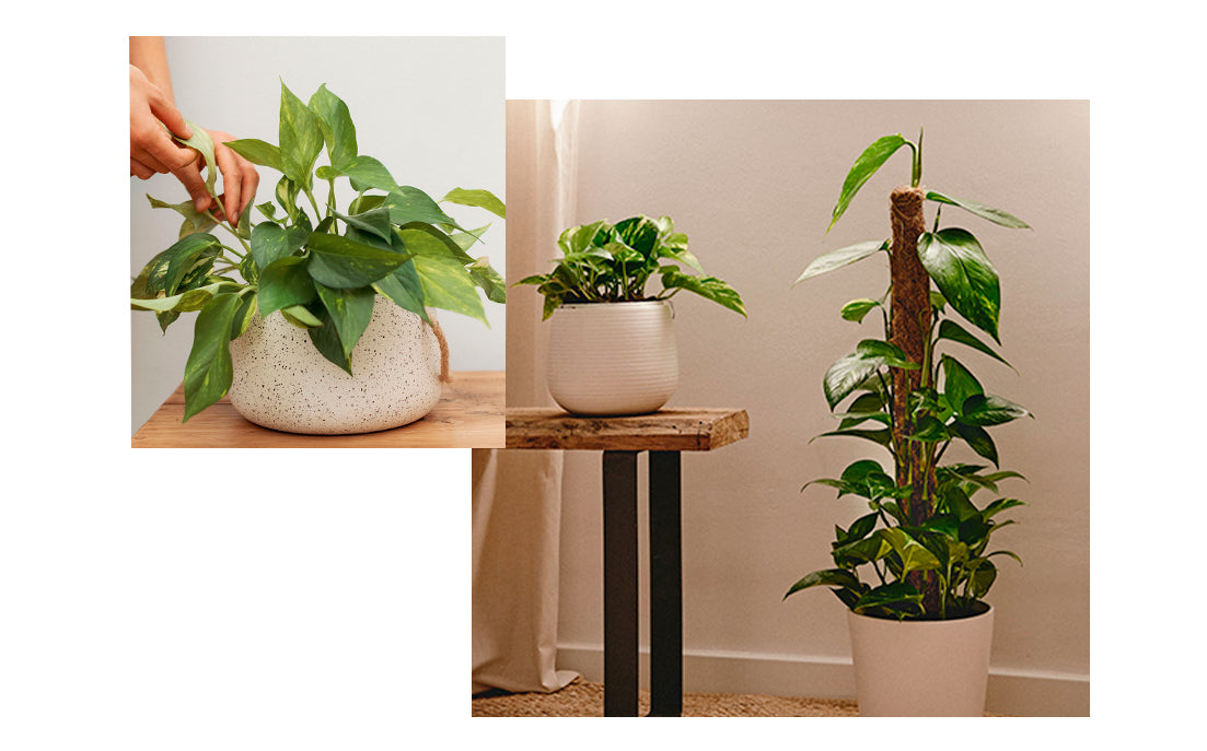 pothos-planta-purificadora