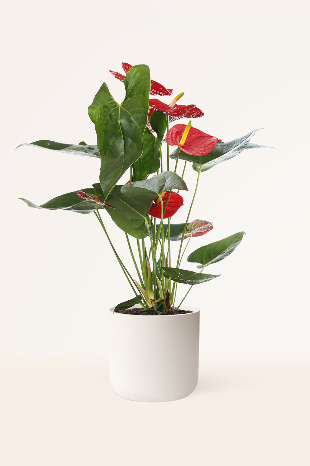 Comprar Anthurium rojo online | April Plants | APRILPLANTS