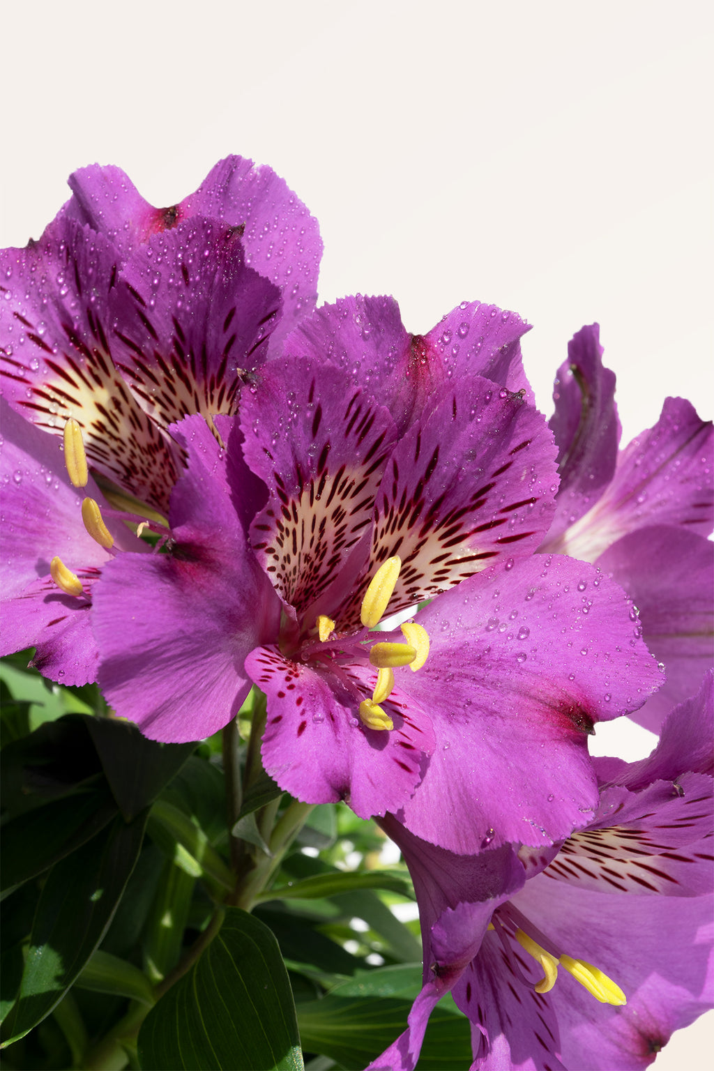 Alstroemeria Violeta | Comprar plantas de exterior | Plantas con flor |  APRILPLANTS