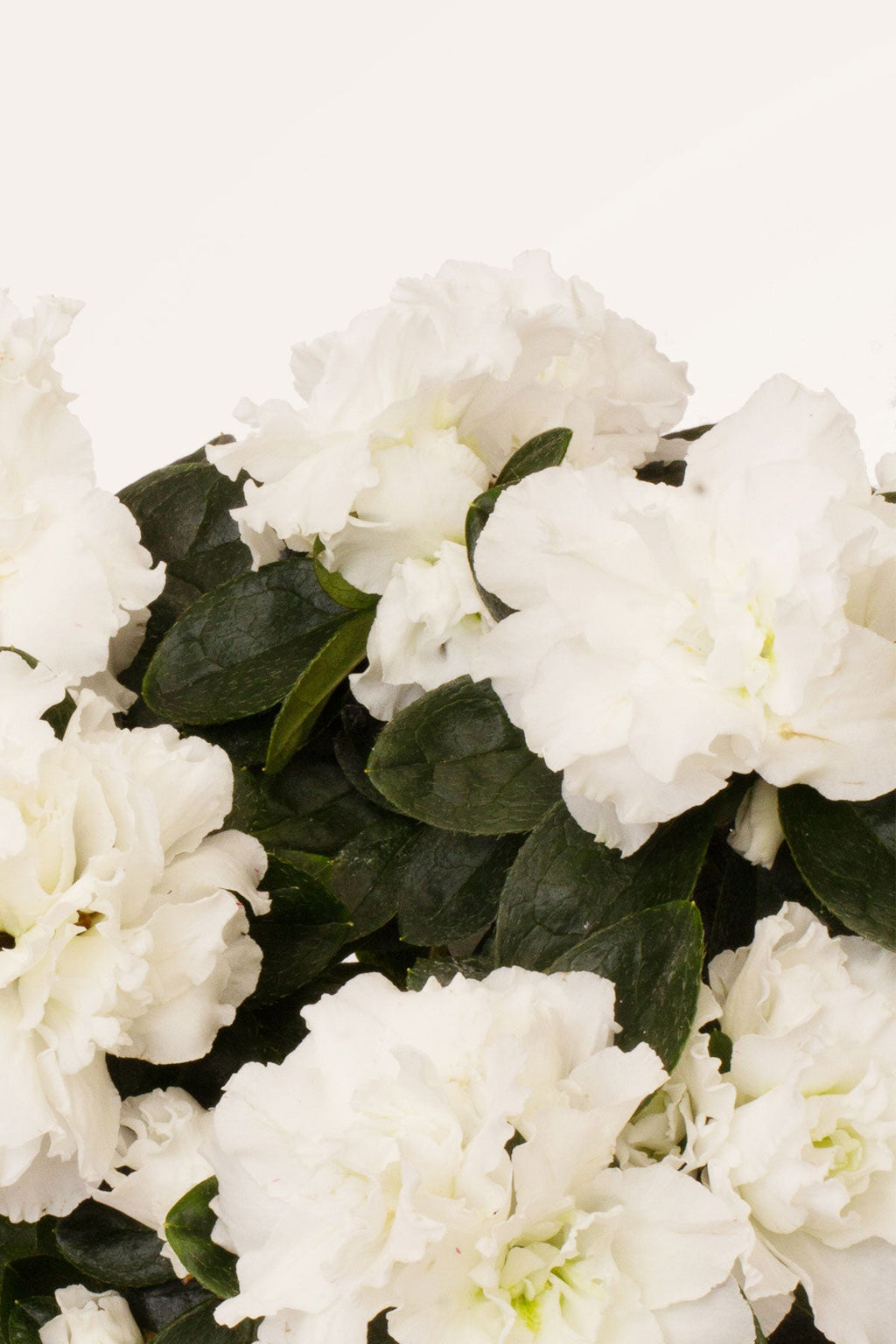 Comprar Azalea Blanca Copa (Rhododendron ) online | April Plants |  APRILPLANTS