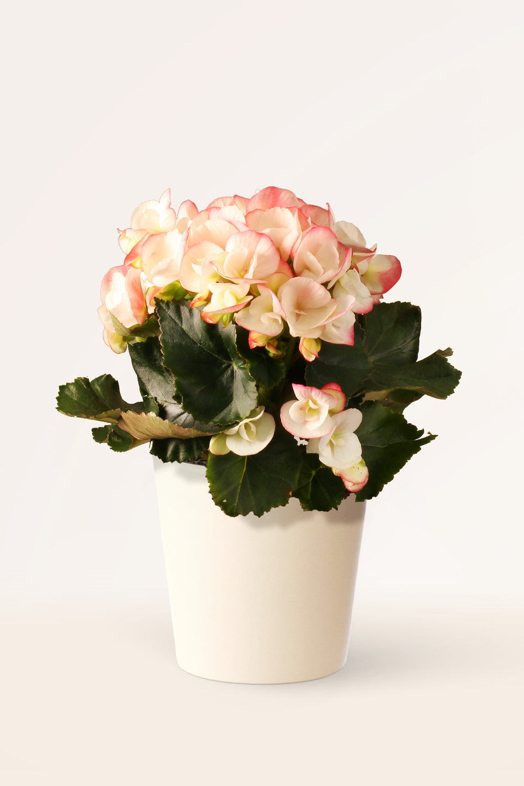 Comprar Begonia Hiemalis Blanca online | Plantas para regalar | APRILPLANTS