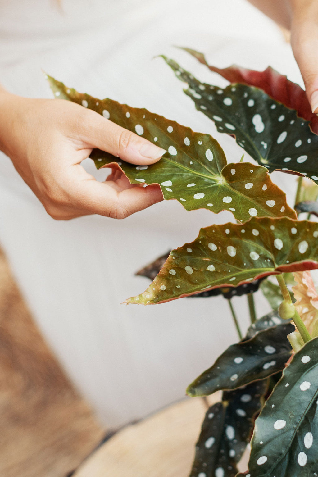Begonia Maculata | Comprar plantas online | Plantas de interior |  APRILPLANTS