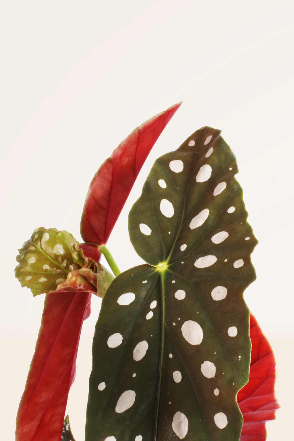 Begonia Maculata | Comprar plantas online | Plantas de interior |  APRILPLANTS