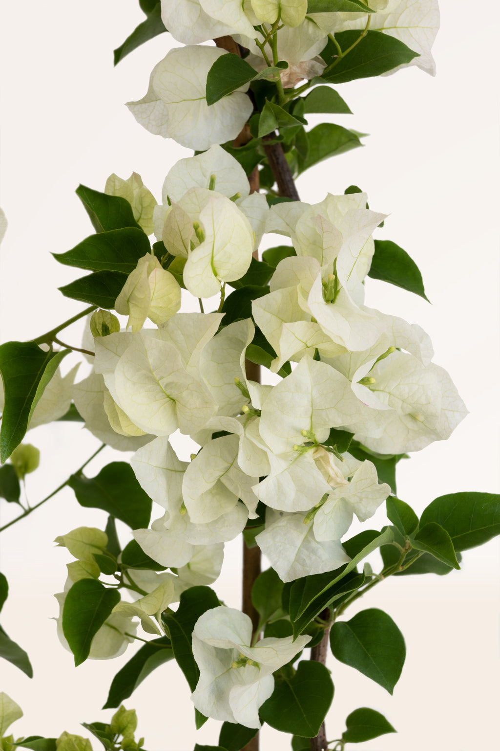 Buganvilla Blanca | Comprar plantas de exterior | Plantas con flor |  APRILPLANTS