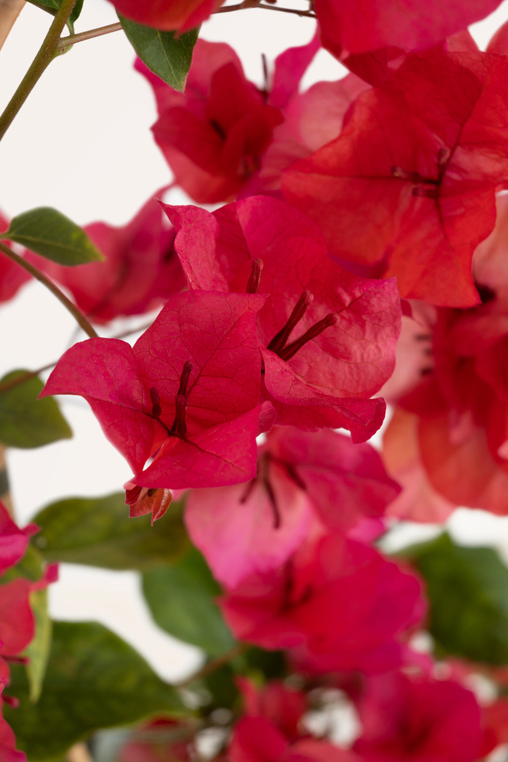 Buganvilla Rosa | Comprar plantas de exterior | Plantas con flor |  APRILPLANTS