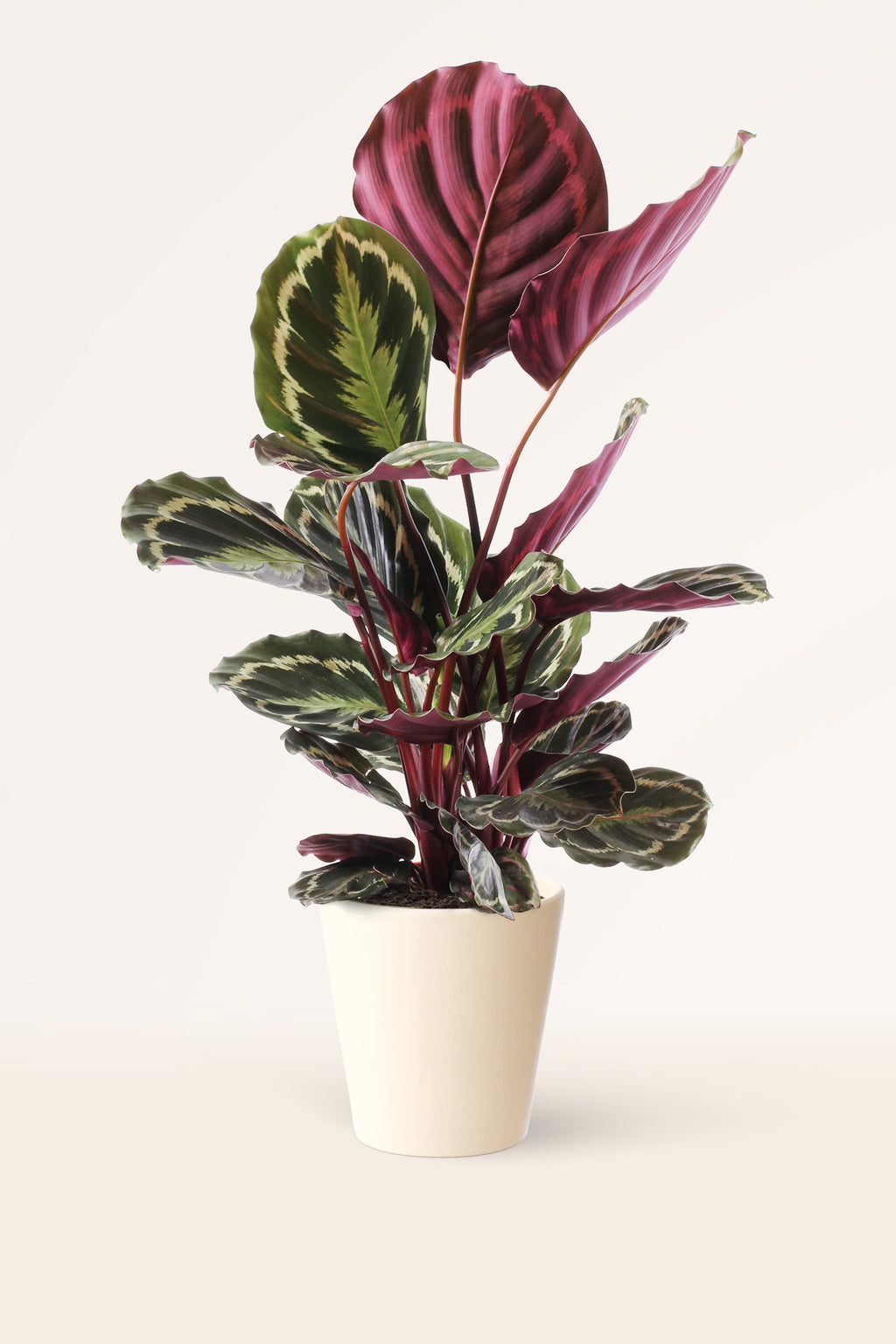 Comprar calatheas online con envío gratis | April Plants | APRILPLANTS