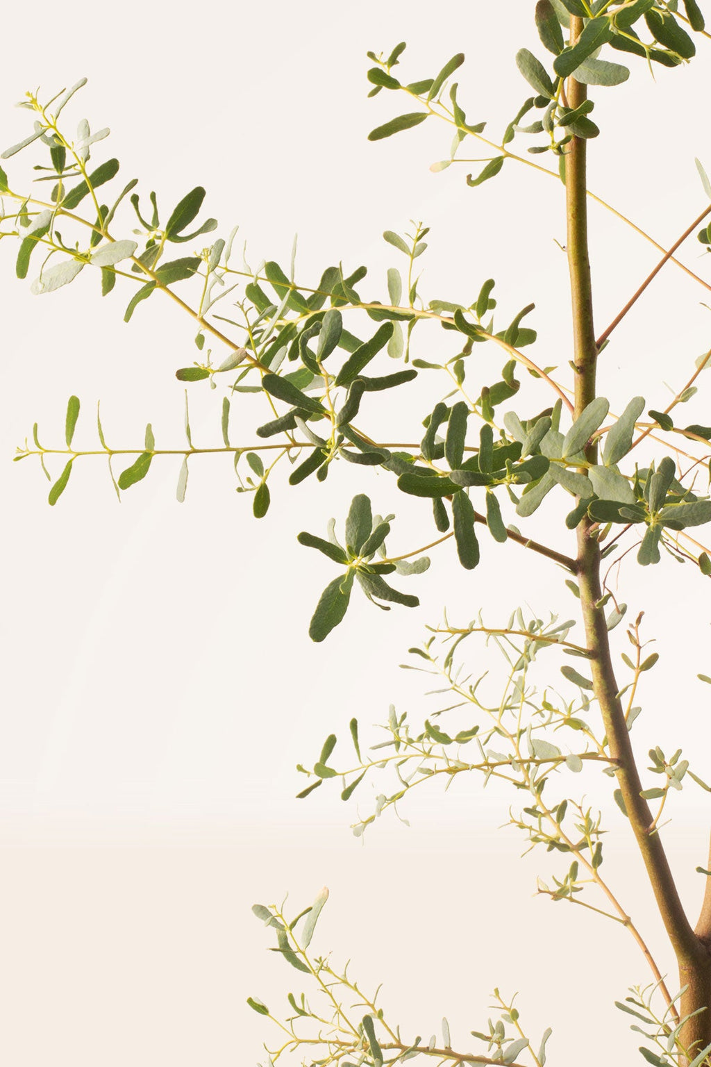 Comprar Eucalyptus Gunni (Eucalipto) online |  Plantas de abril |  PLANTAS DE ABRIL