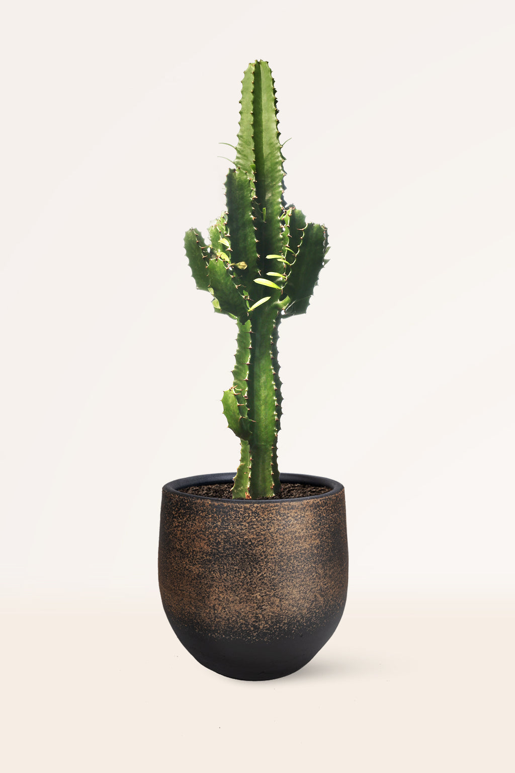 Comprar Euphorbia Eritrea online | Cactus interior | APRILPLANTS