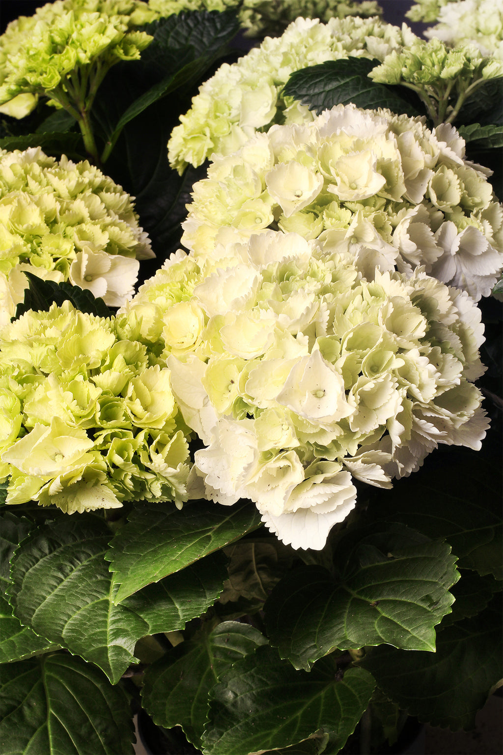 Hortensia | Plantas para regalar | Plantas con Flor | APRILPLANTS