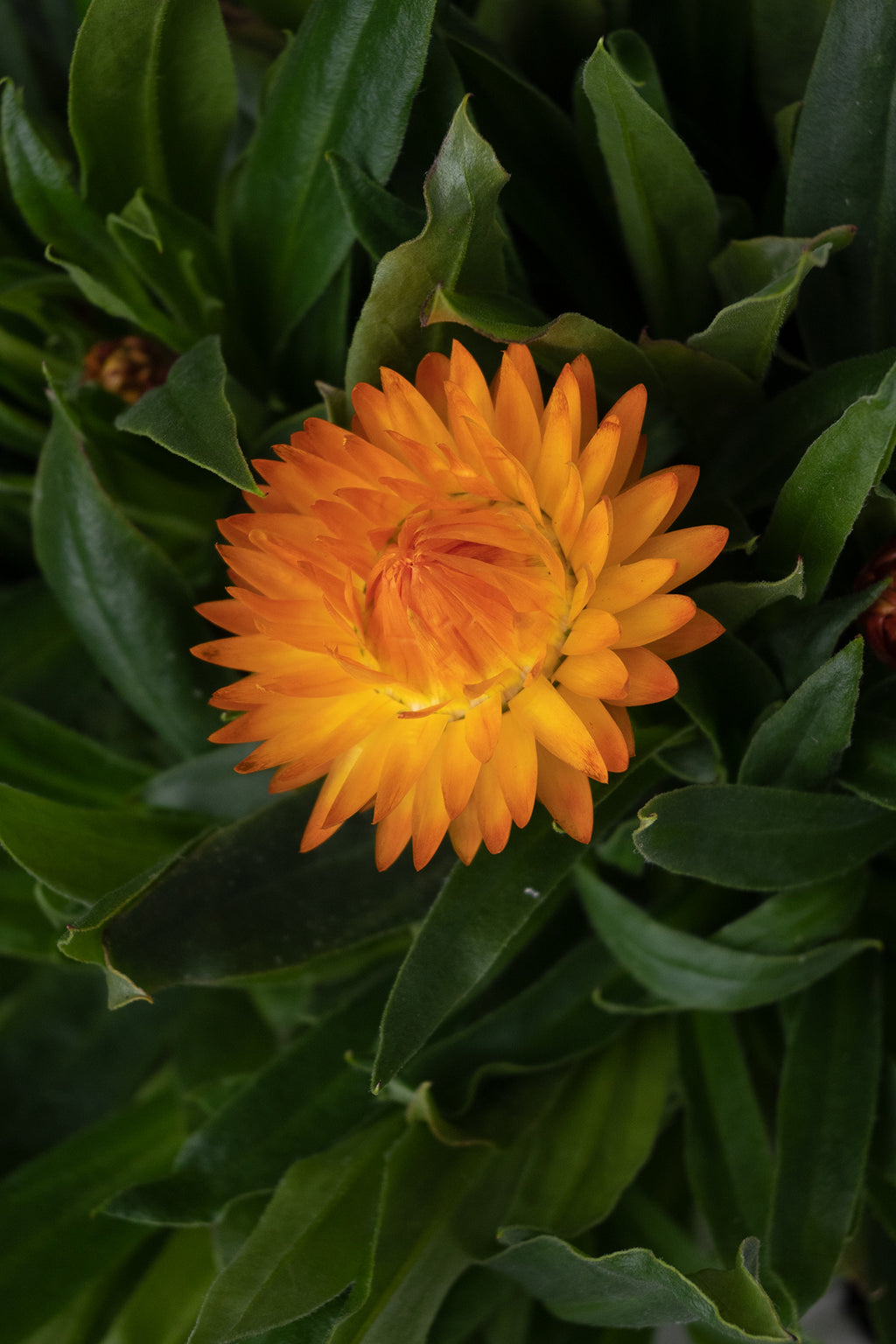 Margarita Siempreviva | Comprar plantas de exterior | Plantas con flor |  APRILPLANTS