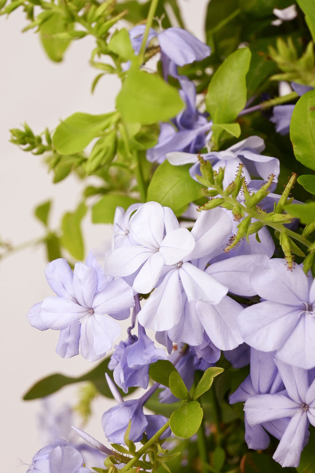 Comprar Jazmín Azul o Plumbago | April Plants | APRILPLANTS