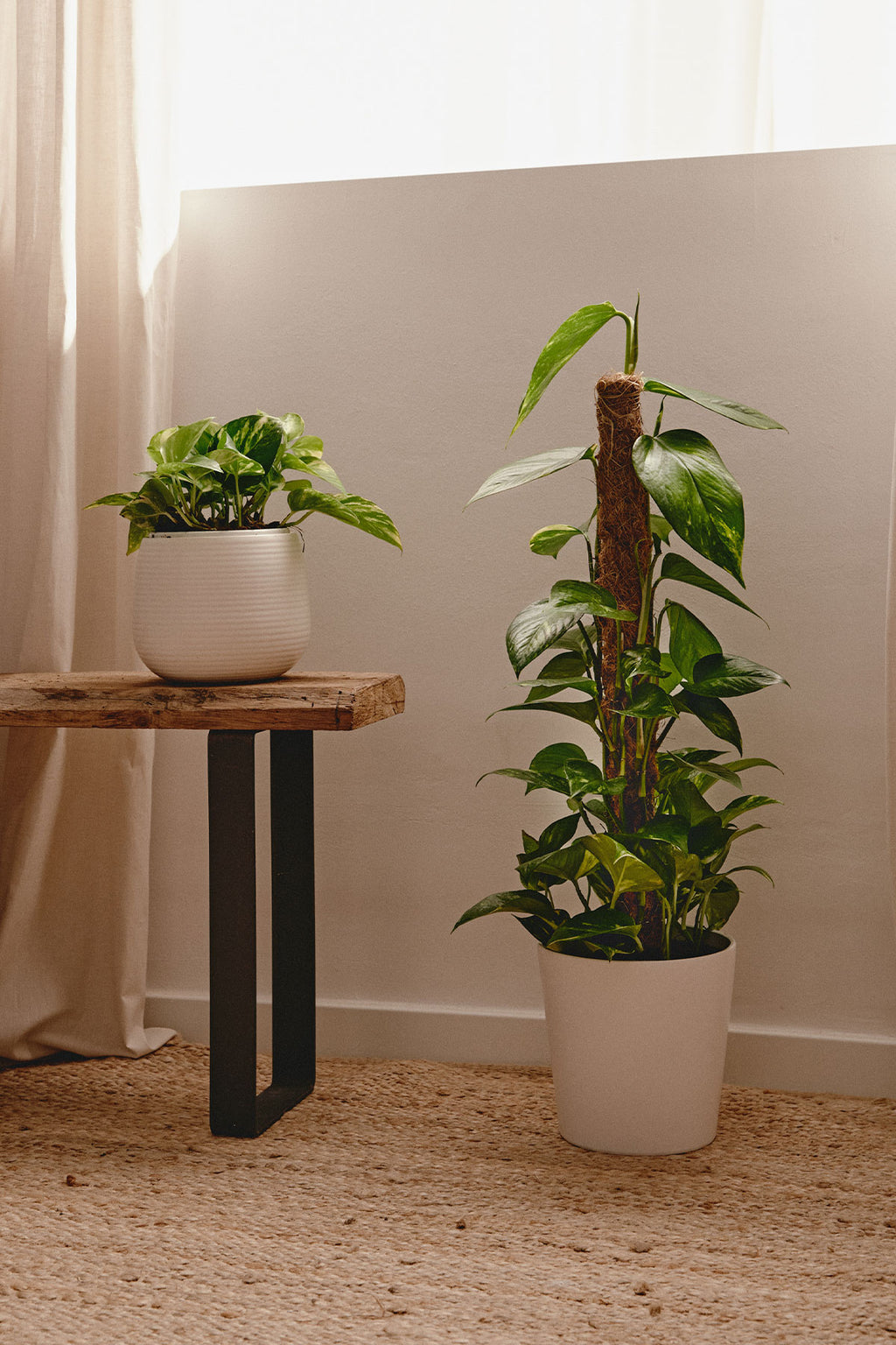 Comprar colgantes online con gratis | April Plants |
