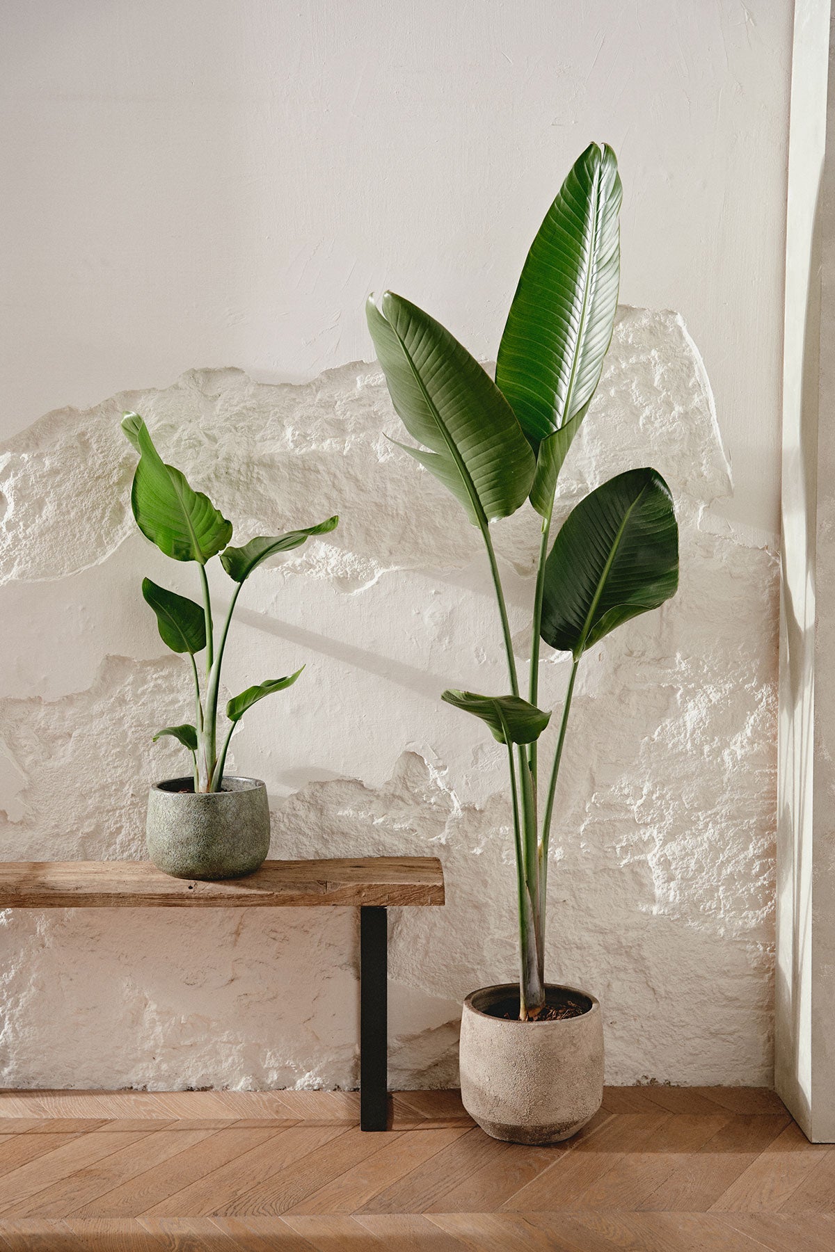 Comprar Ave del Paraiso o Strelitzia Augusta online | April Plants |  APRILPLANTS