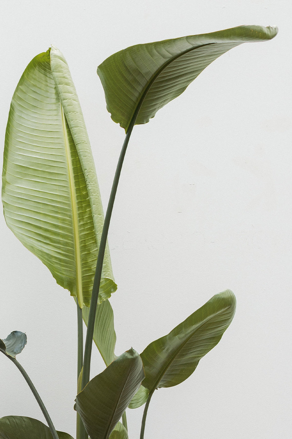 Comprar Ave del Paraiso o Strelitzia Augusta online | April Plants |  APRILPLANTS