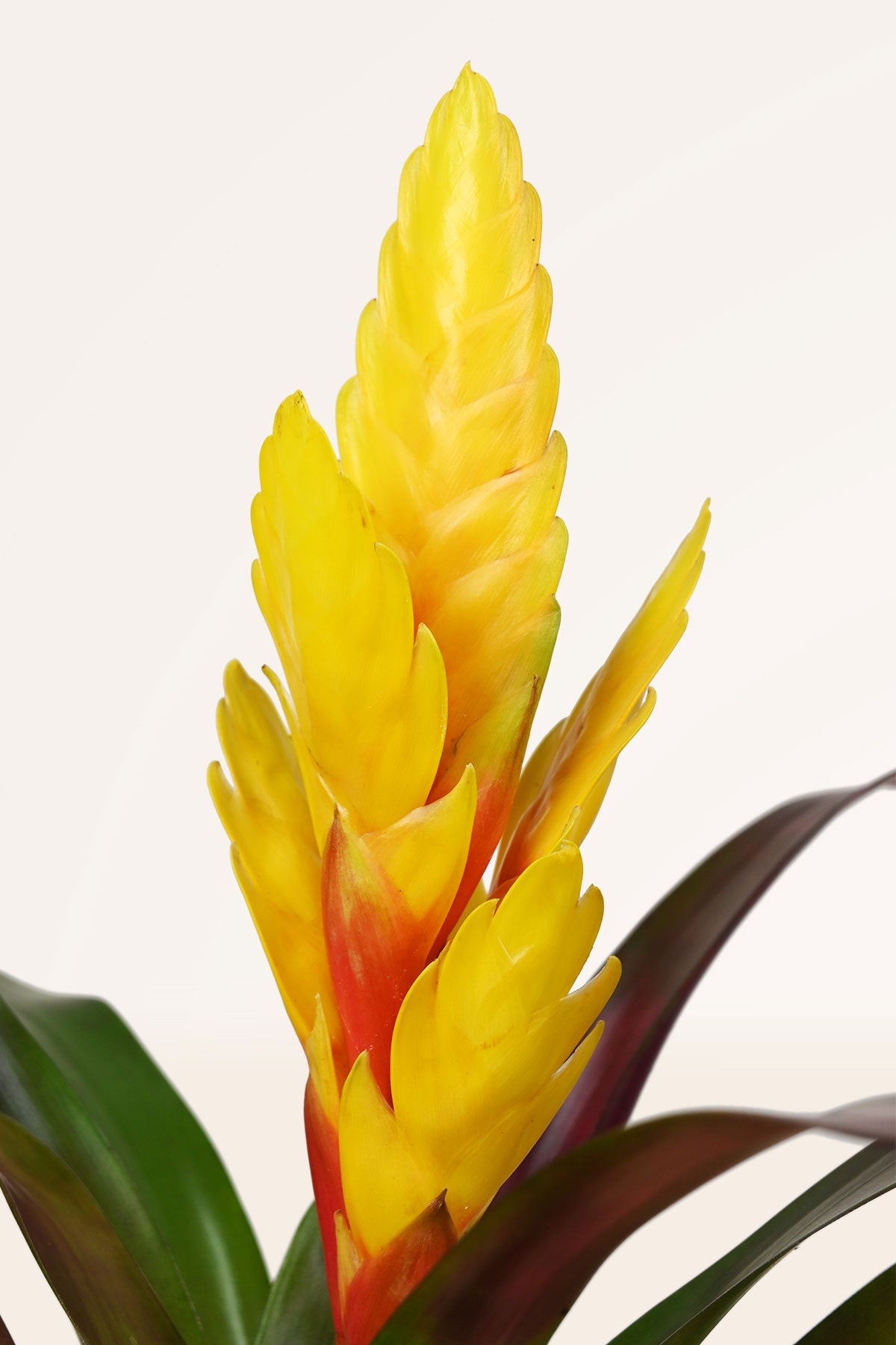Comprar Vriesea Amarilla online | Plantas de interior | APRILPLANTS