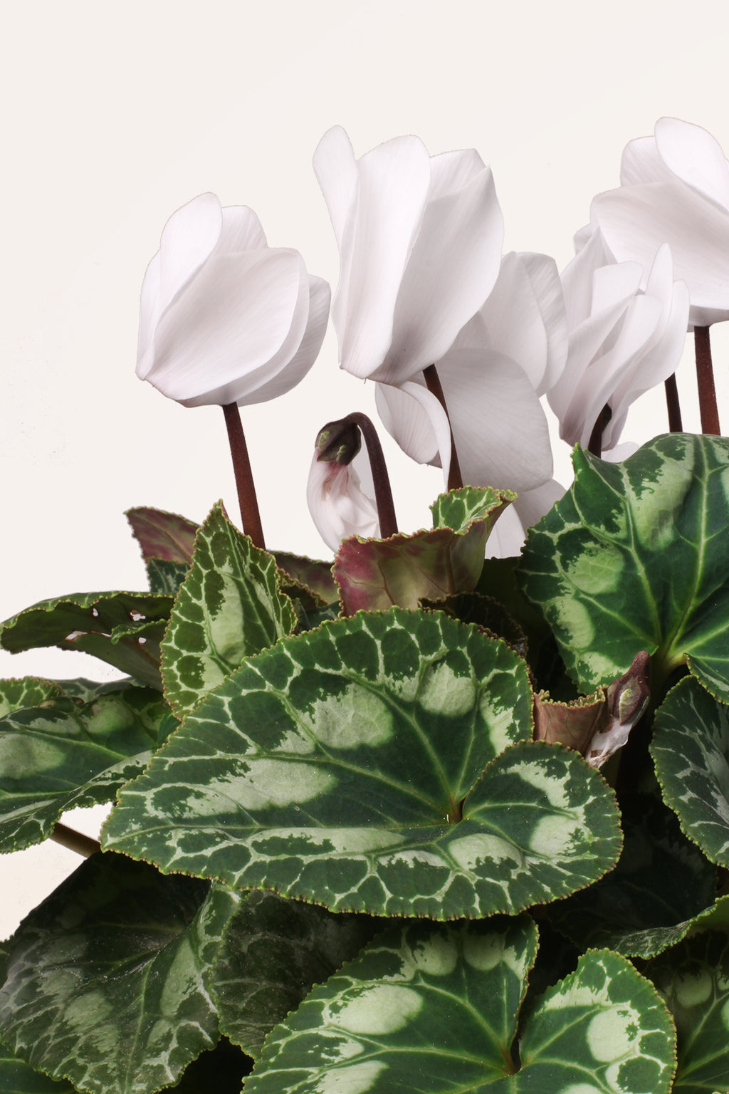 Comprar Cyclamen Blanco online | April Plants | APRILPLANTS