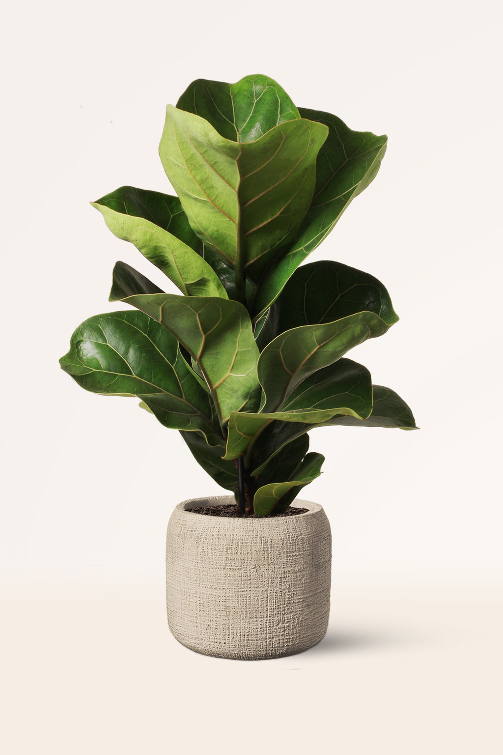 Ficus Lyrata