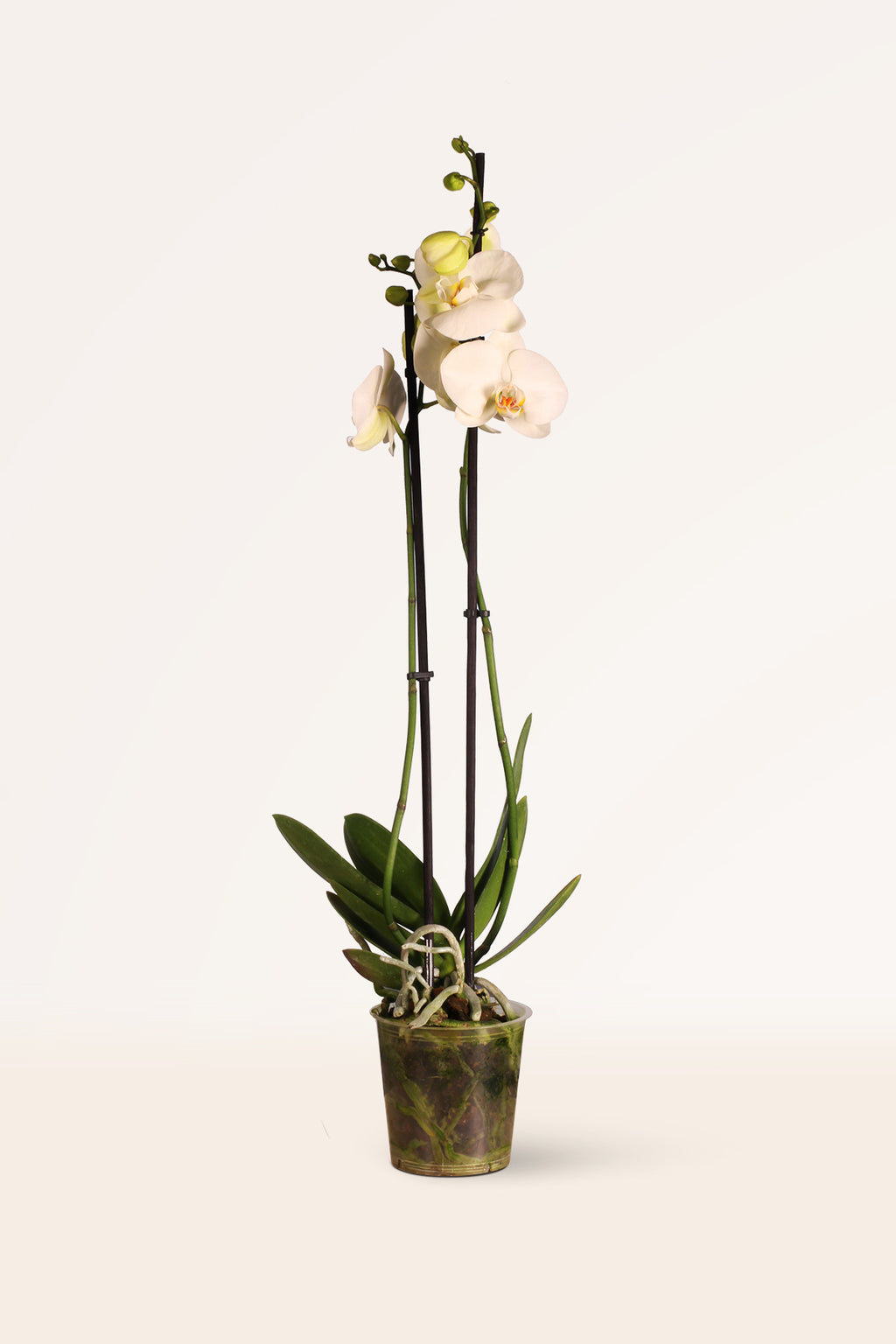Orquídea Blanca | Plantas para regalar | Plantas de interior | APRILPLANTS