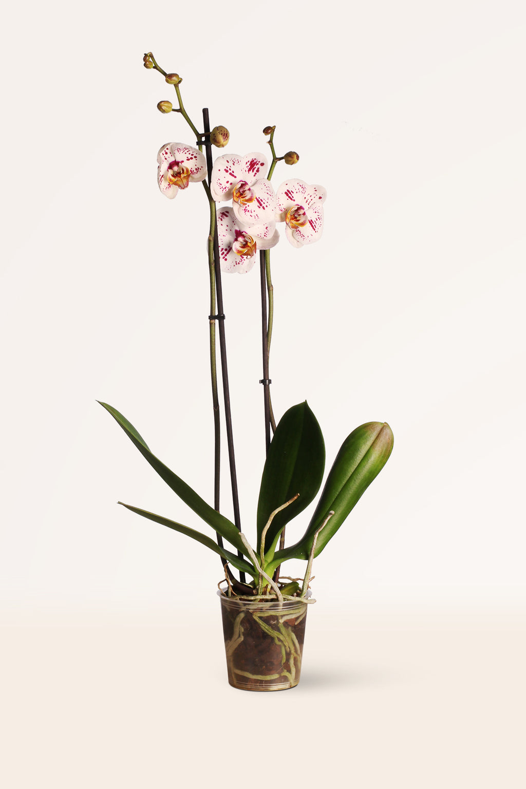 Comprar Orquídeas online con envío gratis | April Plants | APRILPLANTS