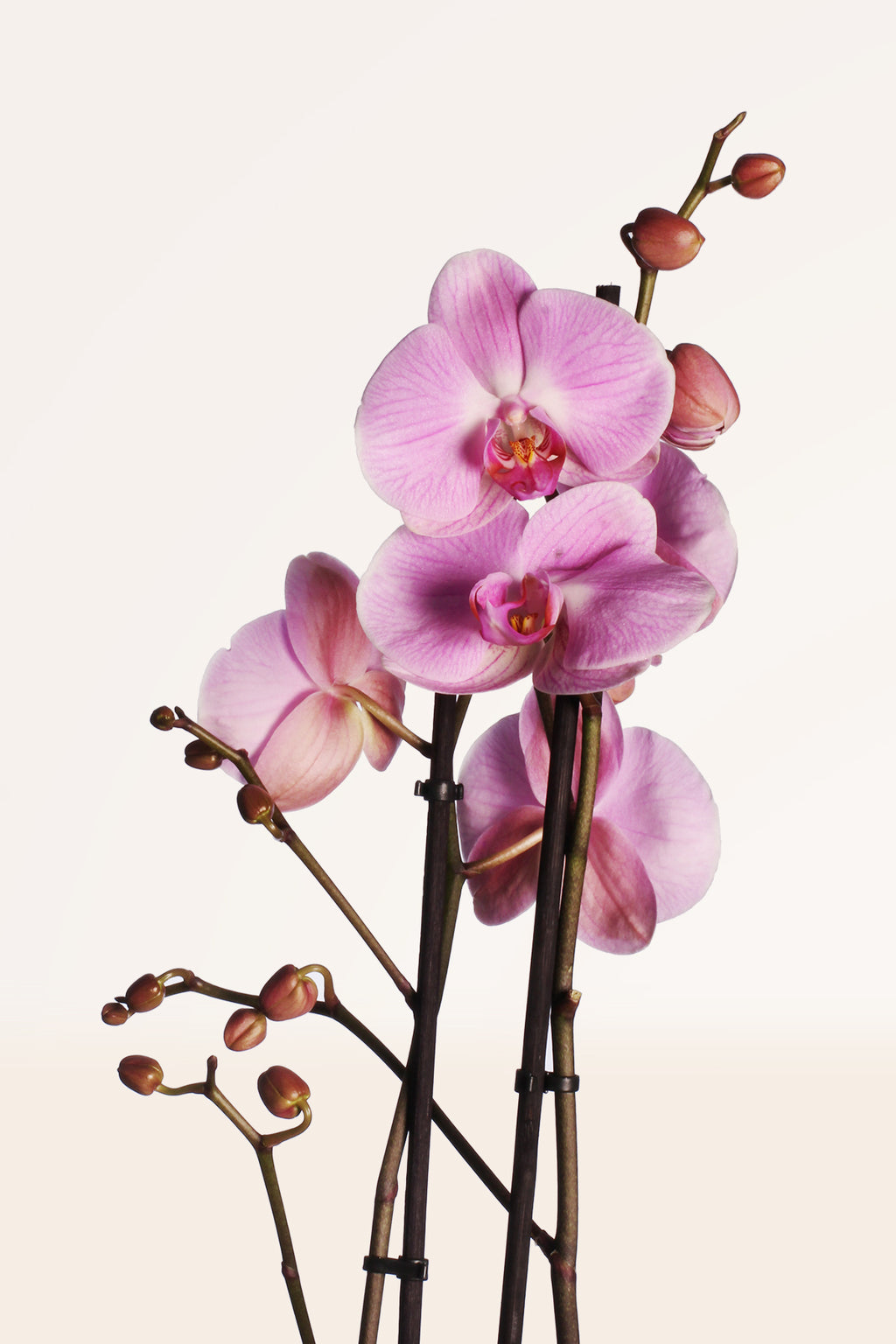 Orquídea Rosa | Plantas de interior | Plantas ornamentales | APRILPLANTS