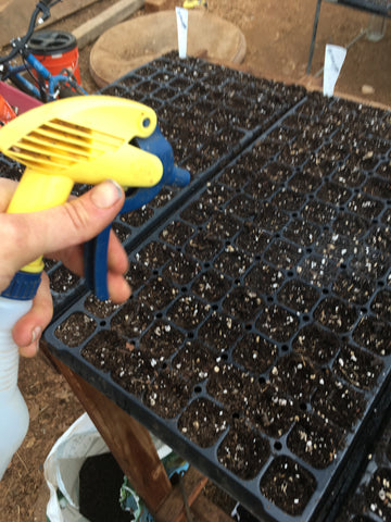 Spray seeds lightly with water after planting