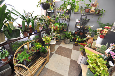Photo of Trillium Floral Designs plant displays including an assortment of tropical, indoor houseplants, planters and plant accessories.