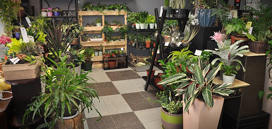 Photo of Trillium Floral Designs plant displays including an assortment of tropical, indoor houseplants, planters and plant accessories.