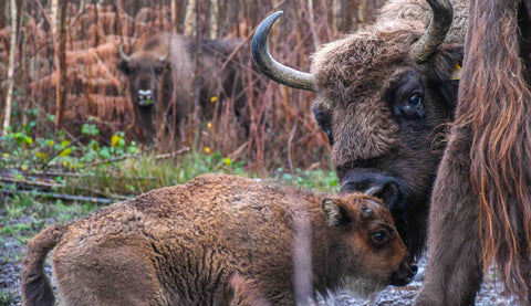 Bison grazers, including calf, in Kent