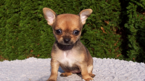 chihuahua breed types