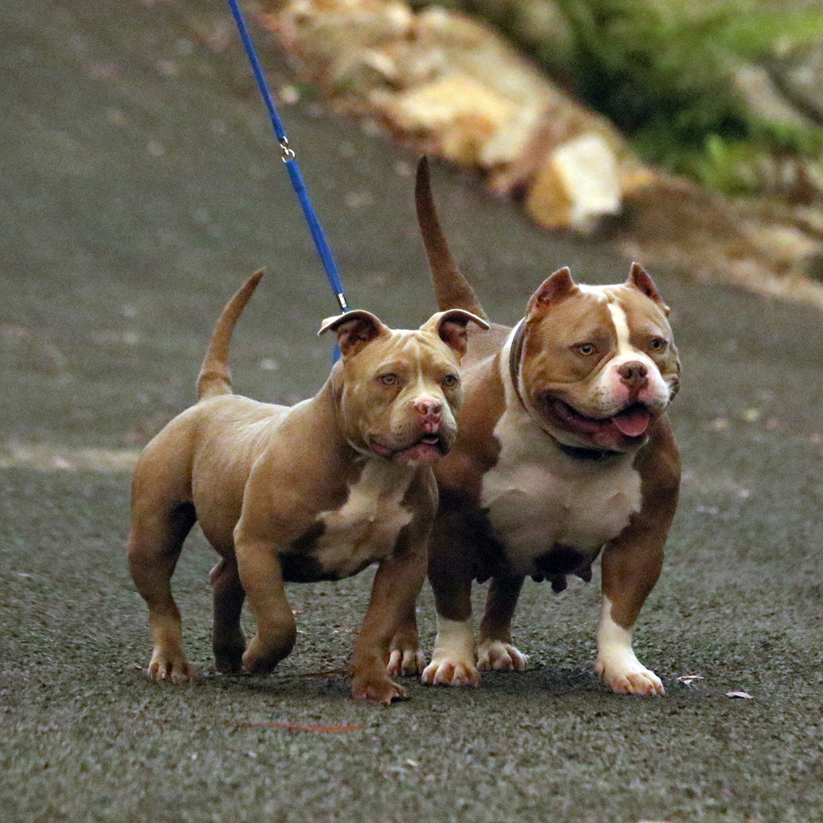 Buy Pocket Bulldog Lilac Female American Pocket Bully Australia G