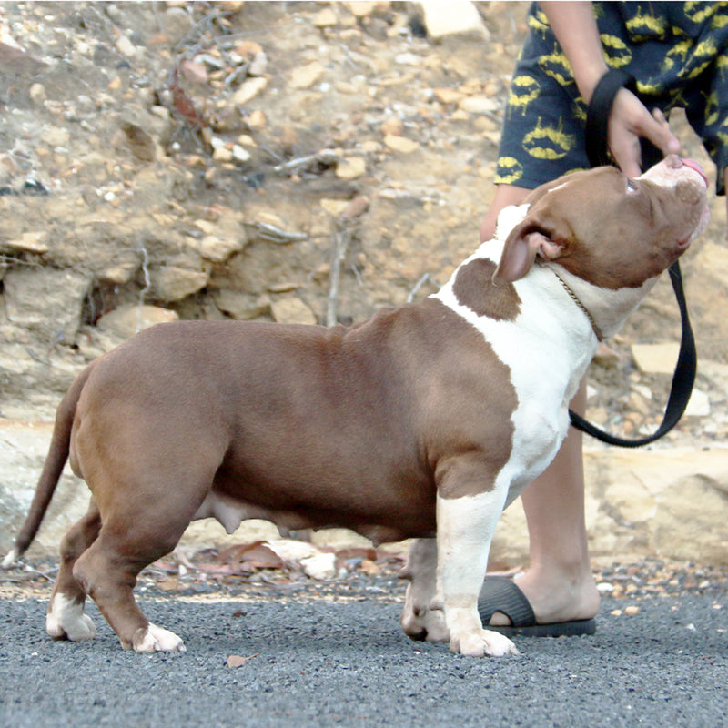 Rockalina Gnetix Bullies Australia 4960