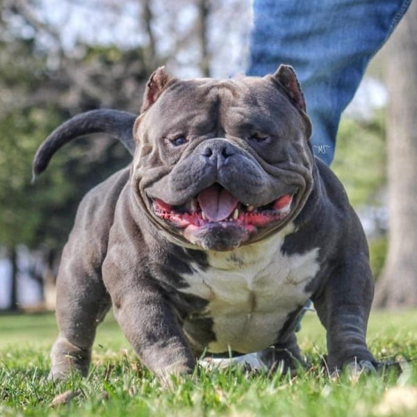 American Pocket Bully And Micro Exotic Bully Breeder Australia ...