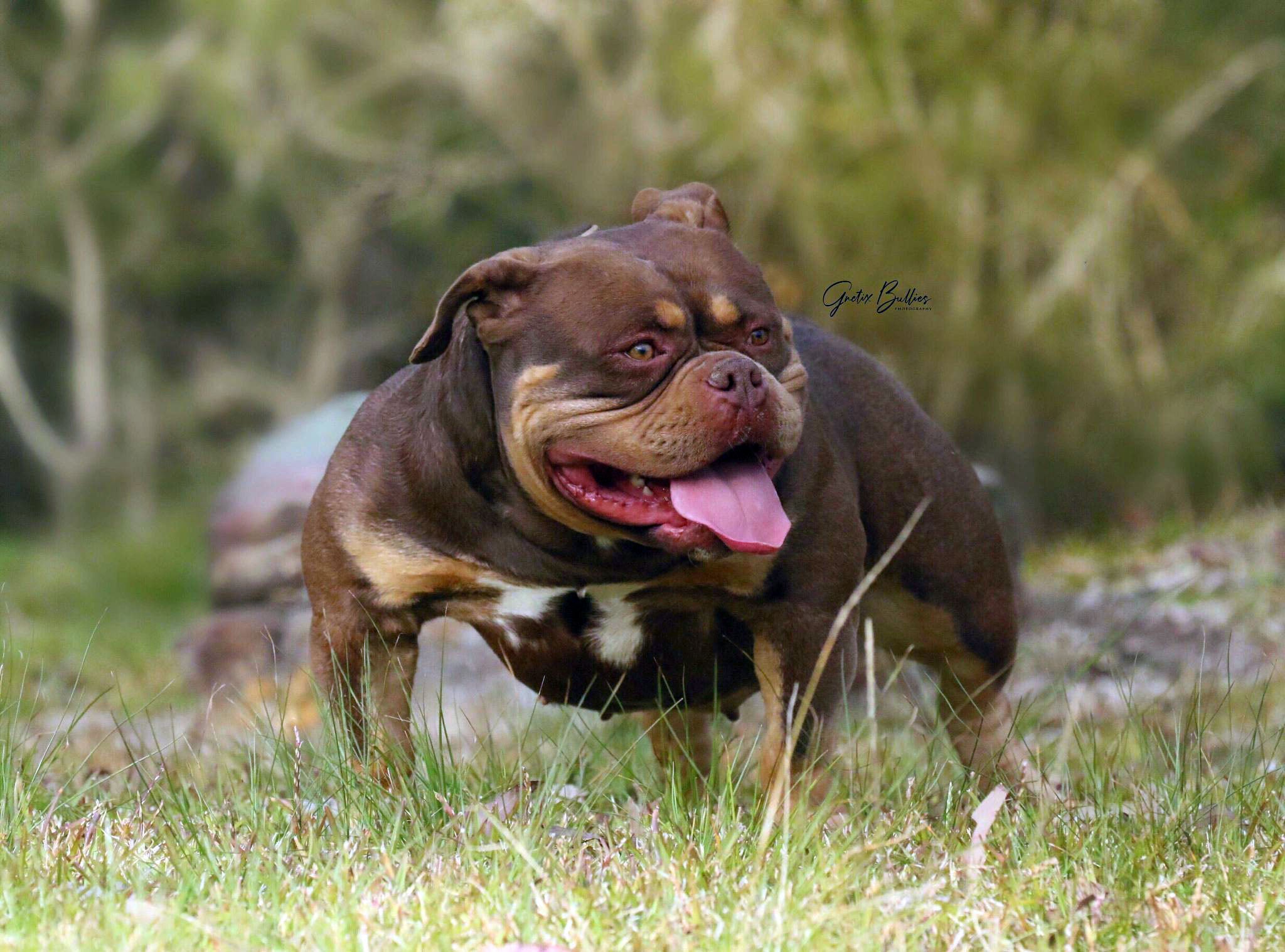 Chocolate Tri American Bully Gnetix Bullies Mulan G Netix Bullies Pocket American Bully 3078