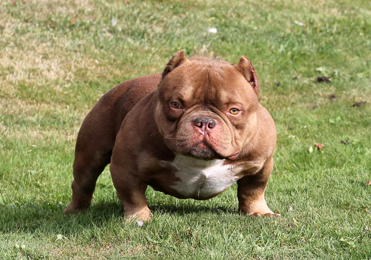 AKA - Gottyline Kings Belgiun - Gnetix Bullies – G-NETIX BULLIES ...