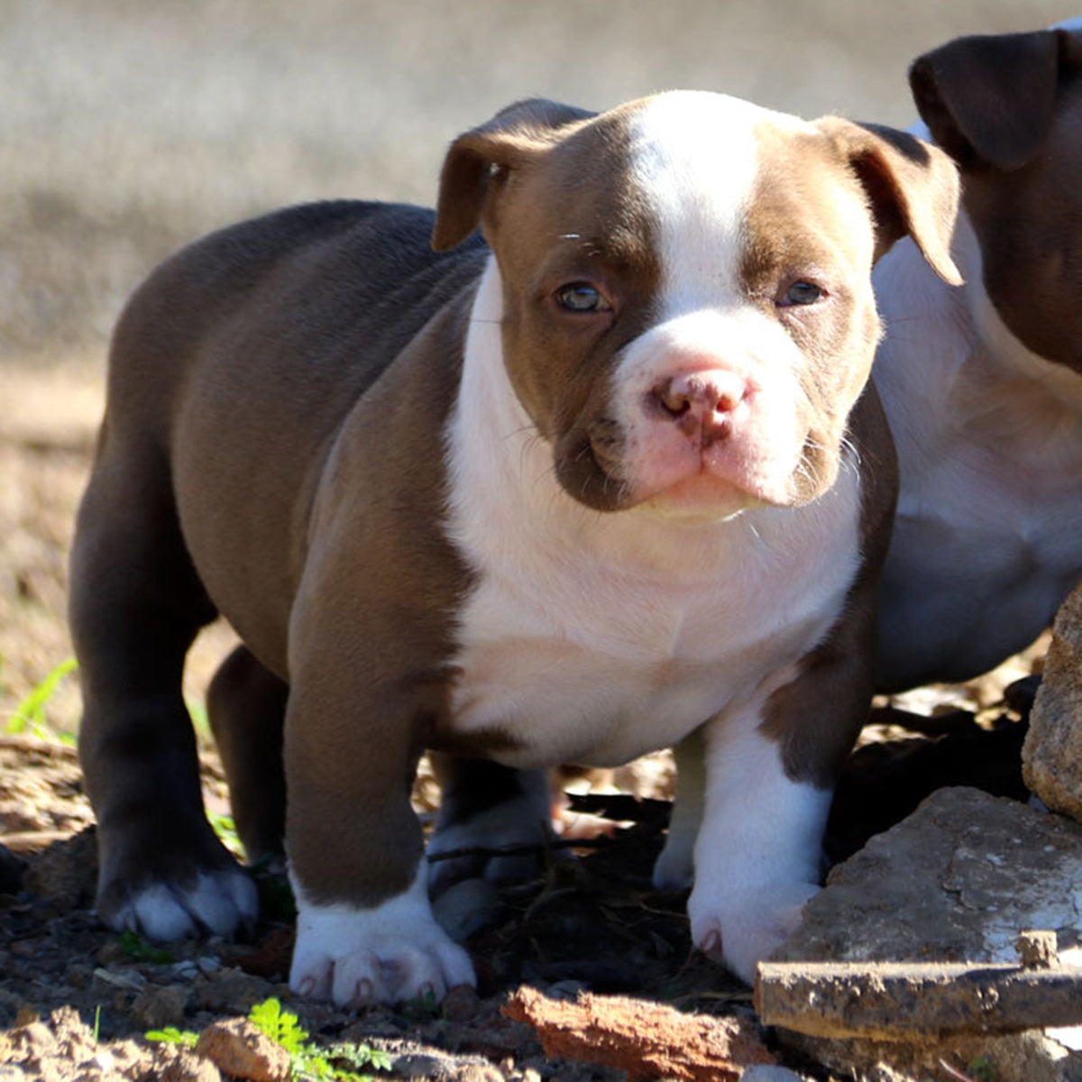 Bronson American Pocket Bully Gnetix Bullies Australia 8047