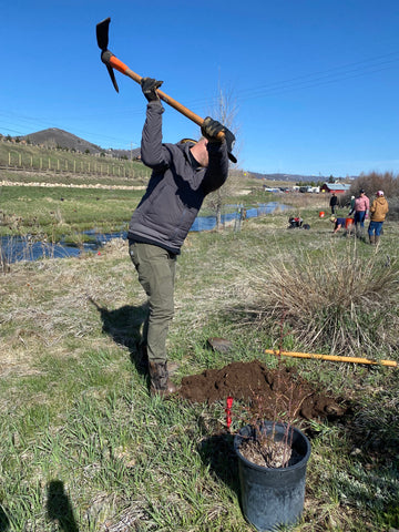 Tree Planting