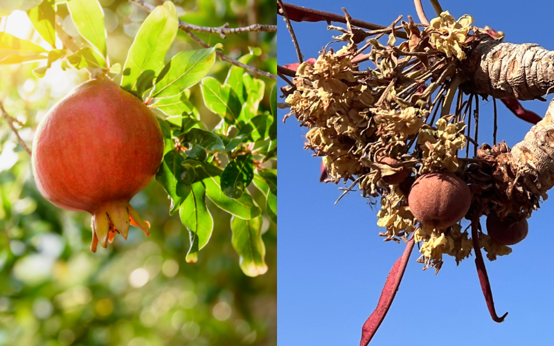 Kokum Butter vs Shea Butter: The Ultimate Verdict - The Coconut Mama