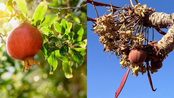 Kokum vs Shea Nut