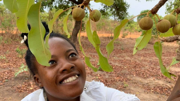 Picking Shea Nuts