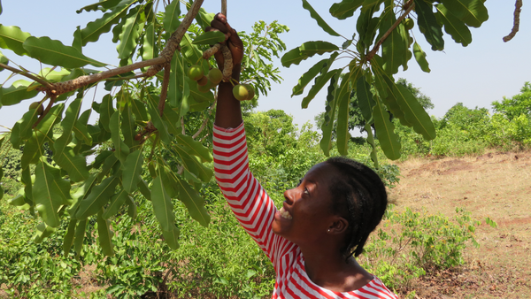 Picking Shea Nuts