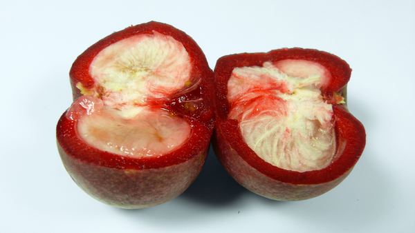 Kokum Fruit