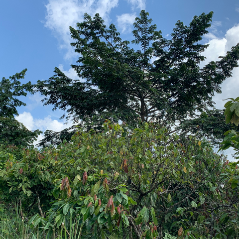 Kombo trees in cocoa forest