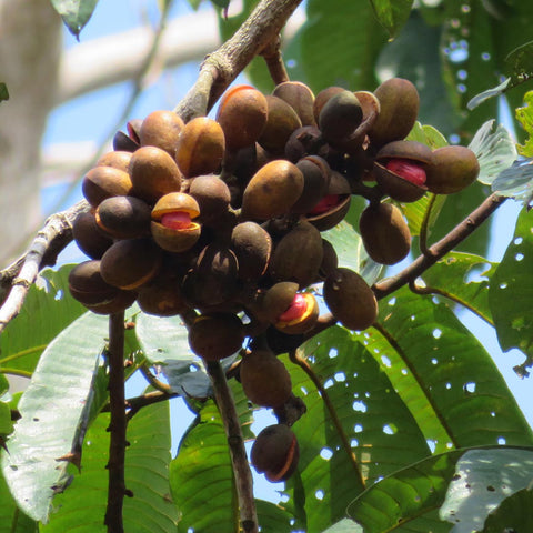 Kombo Fruit Tree