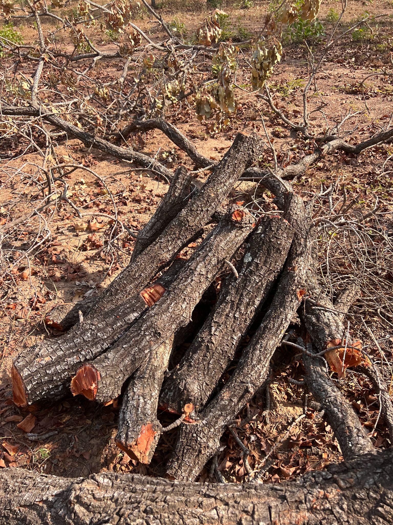 Shea Tree Cut for firewood