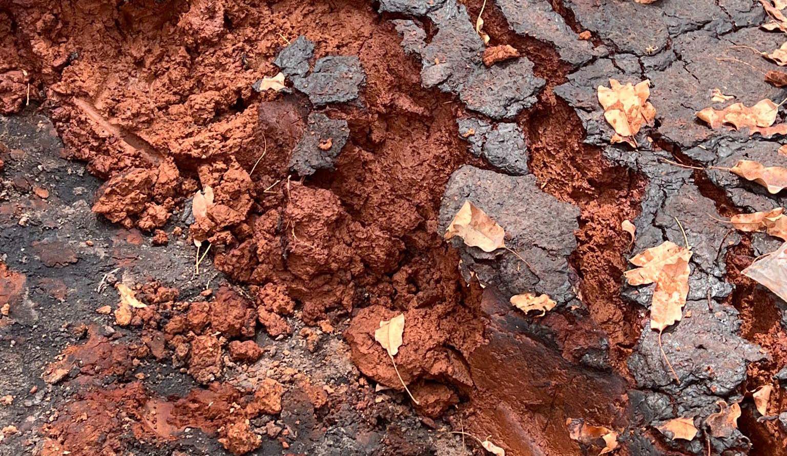 Nut solids in the settling pond after water has drained and evaporated