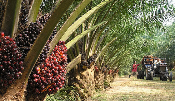 Palm Oil