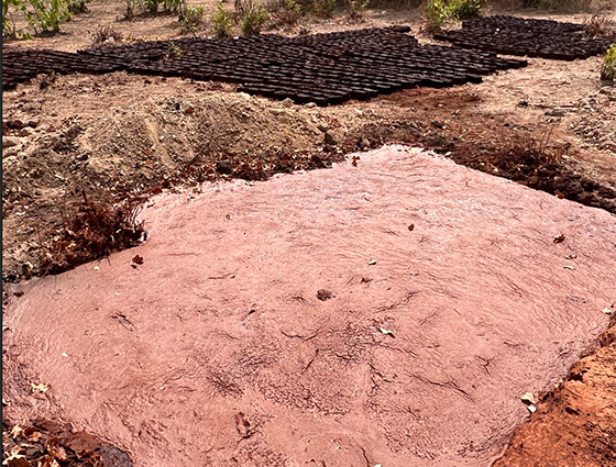 A full settling pond with shea waste fuel blocks solar drying in the background