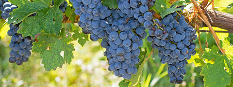 Natural, Organic and Biodynamic Wines