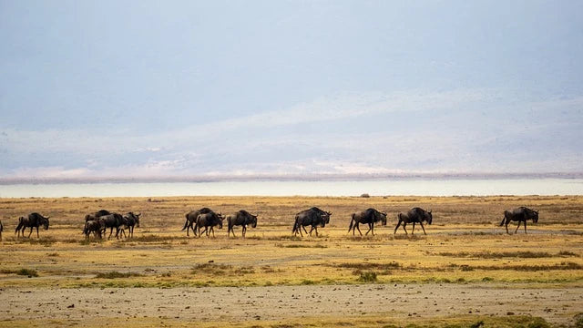 Climate-induced migration